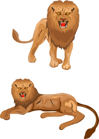 Two vector lions, in various poses isolated on white illustrationのイラスト素材