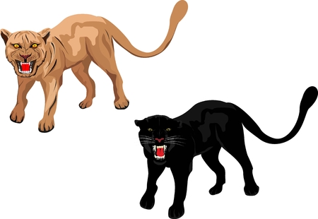 Two vector puma and panther, in various poses isolated on white illustrationのイラスト素材