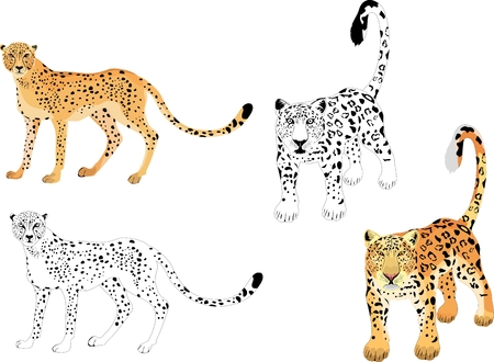 Cheetahs and leoprds colored and monochrome variants isolated on white vector illustrationのイラスト素材