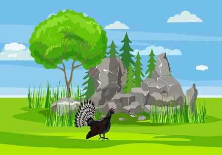 Capercaillie on the forest glade, nature outdoor landscape, wildlife concept vector illustrationのイラスト素材