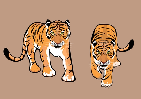 Two tigers isolated vector illustrationのイラスト素材