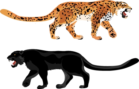 Panther and leopard isolated vector illustrationのイラスト素材