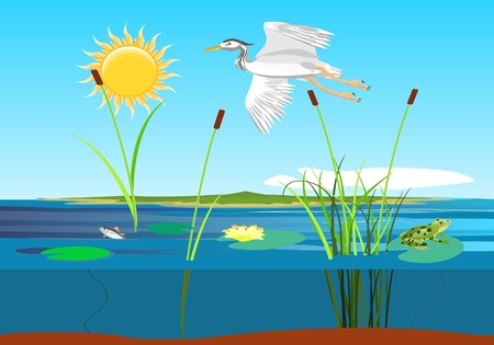 White heron, goose flying, lake, gragonflies, wetland landscape, vector wildlifeのイラスト素材