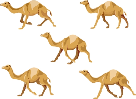 Camels running various poses illustration set, isolated vector illustrationのイラスト素材