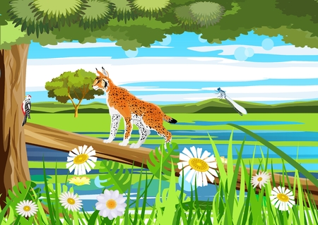 Lynx wild cat on the tree, wildlife scene vector illustrationのイラスト素材