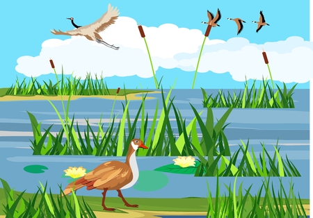 Wild goose and wild birds on the lake, wildlife scene, natural landscape.のイラスト素材