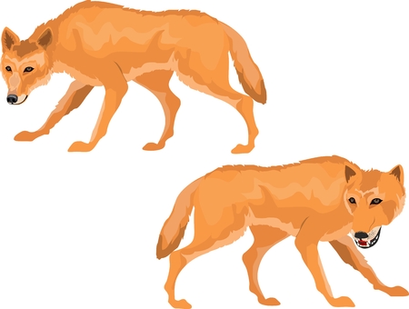 Couple of red wolves animals set, isolated vector illustrationのイラスト素材