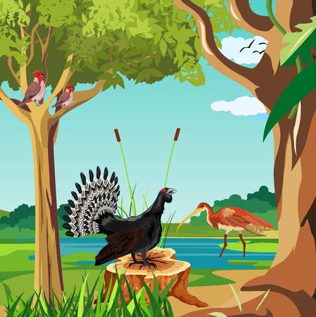 Wood grouse sitting on the stump in  the forest, nature river landscape in background vector.のイラスト素材
