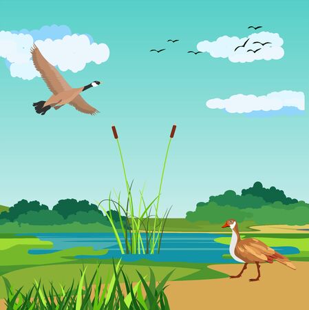 Wild gooses in nature, river landscape in background vector.のイラスト素材