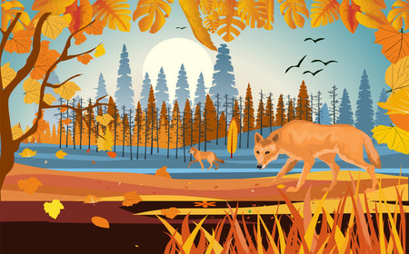 landscapes of wildlife in autumn. Wolf in wildlife scene, with field, grass, forests, and leaves...