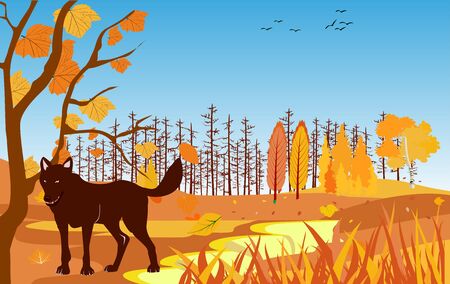 The wolf on wildlife,  golden autumn forest landscape, vector illustration.のイラスト素材