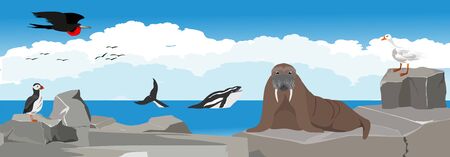 Sea birds on the rocks, rookery panoramic vector illustrationのイラスト素材