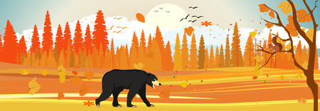 Golden autumn in northern forest, black bear walking, panoramic, horizontal vector illustrationのイラスト素材