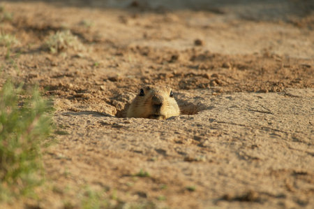 prairie dog peeking out of burrow