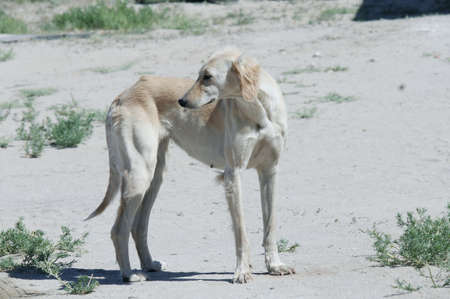 Kazakh greyhound Tazi on a ground photoの写真素材