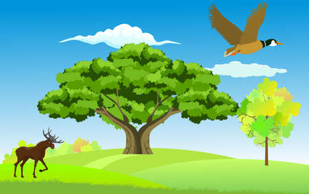 Vector illustration of wildlife landscape , big tree and deer under it, duck fly, vectorのイラスト素材