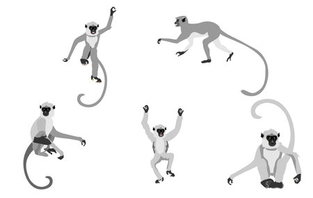Set of Grey langur monkeys on different poses, isolated on white vector illustration