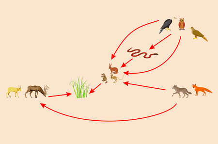 Ecosystem and food chain between other habitants, educational bilogical vectorのイラスト素材