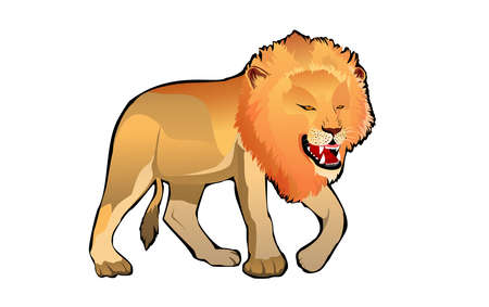 Lion roaring and walking isolated on white vector imageのイラスト素材