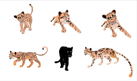Leopard. panther and ocelot wild acats vector set isolatedのイラスト素材
