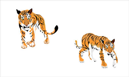 tiger's couple vector set isolatedのイラスト素材