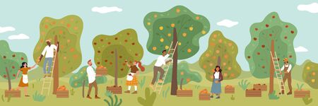 Multiracial people gathering fruit harvest in summer garden. Men, women, farmers picking ripe apples, oranges, tangerines from trees using ladders, collecting to wooden boxes vector flat illustration.のイラスト素材