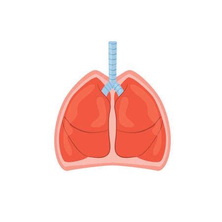 Cartoon flat person lungs isolated on empty background-health care,human anatomy internal organ diagnostics,medical treatment and therapy,educational material concept,web site banner ad designのイラスト素材