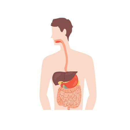 Cartoon flat person digestive system isolated on empty background-health care,human anatomy organ diagnostics,medical treatment and therapy,educational material concept,web site banner ad designのイラスト素材