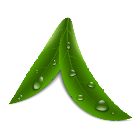Vector image of realistic, green leafs of fruit tree with droplets of water of various shapes on an isolated white background. Dew on the leavesのイラスト素材