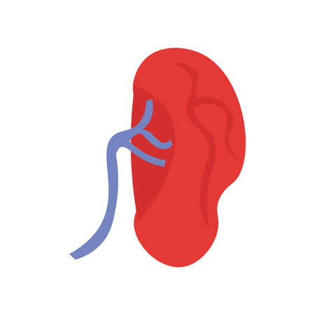 Kidney icon vector isolated on white background for your web and mobile app design, Kidney logo conceptのイラスト素材