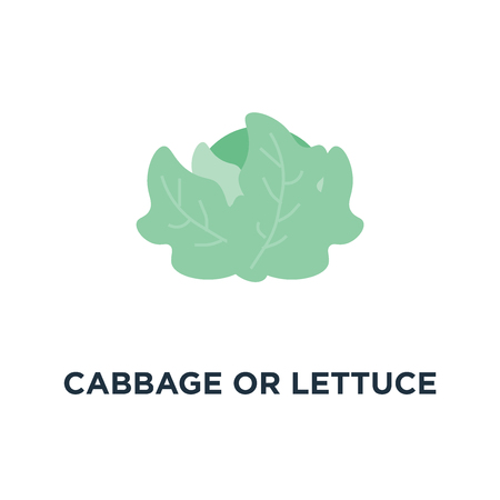 cabbage or lettuce icon. healthy vegetable, nutrition concept symbol design, green veggie food vector illustrationのイラスト素材