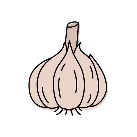 Garlic. Vegetable sketch. Color simple icon. Hand drawn vector doodle illustrationのイラスト素材