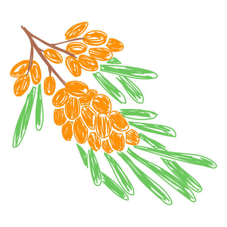 Sea buckthorn branch sketch. hand drawn vector illustration. Pen or marker doodle berry.のイラスト素材