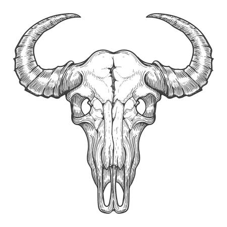 Buffalo skull vector sketch. Vintage hand drawn animals head skullのイラスト素材