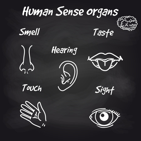 Human sense organs icons on chalkboard background. Vector illustrationのイラスト素材
