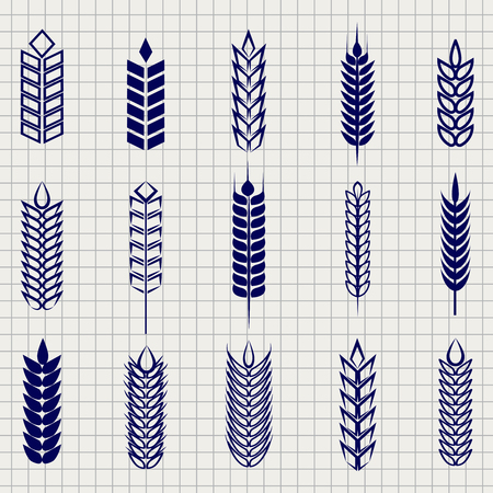 Grain ears collection on notebook page. Vector wheat rye and barley ear set foe bakery beer farm etcのイラスト素材