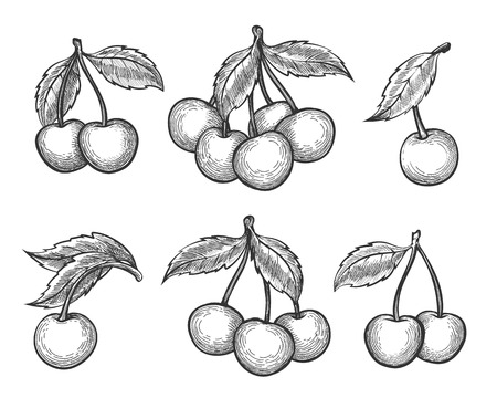 Cherry sketch. Vector engraved or hand drawn dessert cherry wild berries isolated on white backgroundのイラスト素材