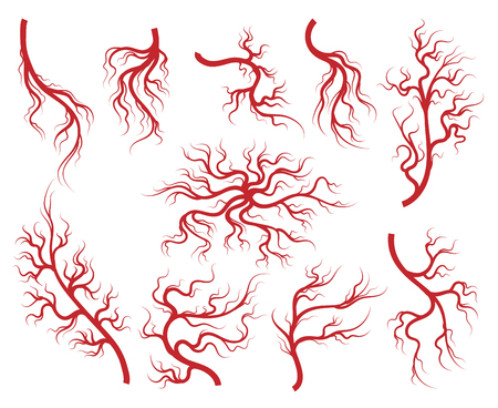Veins vector. Vessel and capillary, artery and vein isolated on white backgroundのイラスト素材