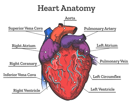 Heart anatomy colored sketch. Anatomic human cardiac muscle diagram vector illustrationのイラスト素材