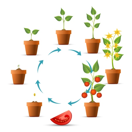 Plant growth stages. Tomato growing circle, seeds and sprout, branch leaves and tomatoes phases vector illustrationのイラスト素材