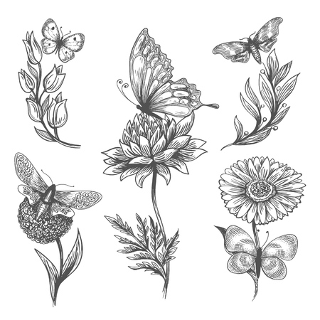 Butterfly, plant doodle. Vector sketch illustration of hand drawn butterflies, mariposa on flower, botanical flora isolated on whiteのイラスト素材