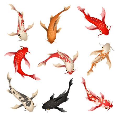Koi fish. Nishikigoi or brocaded carp set, swimming asian japanese colored fishes isolated on backgroundのイラスト素材