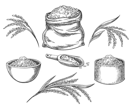 Cereal rice. Hand drawn grained rice seed isolated on white background, healthy eating grains, cereals and bread vector illustrationのイラスト素材
