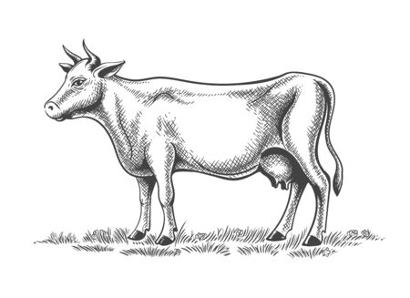 Dairy cow engraving. Cows farm animal retro sketch isolated on white background, one beef on pasture old painting vector illustration for eco or organic productsのイラスト素材