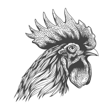 Rooster head engraving. Hand drawn cock portrait silhouette vector illustration, rooster chicken bantam mascot face sketch isolated on white backgroundのイラスト素材
