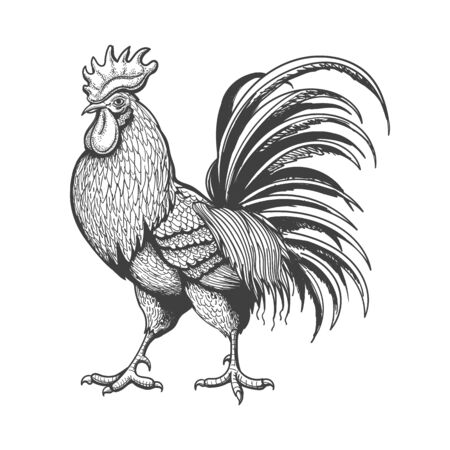 Engraved rooster. Roosters chicken sketch isolated on white background, hand drawn vintage cock retro styled picture, farm bantam engraving vector illustrationのイラスト素材