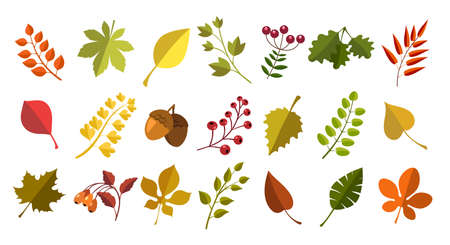 Fall acorns leaves berriesのイラスト素材