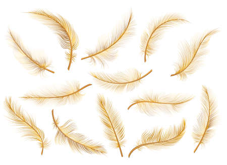 Golden feathers on whiteのイラスト素材