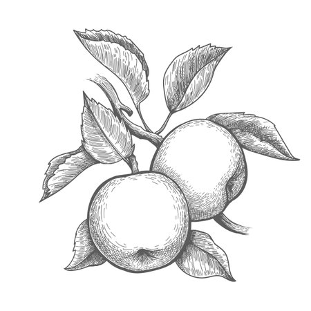 Apples branch engravingのイラスト素材
