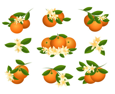 Mandarin branch and flowersのイラスト素材